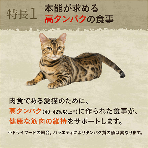 ニュートロ　キャット　ワイルドレシピ　キトン　チキン　子猫用　２ｋｇ