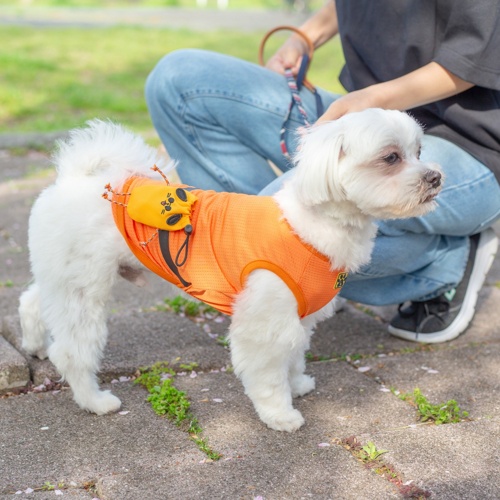 Buddyポーチ オレンジ XS