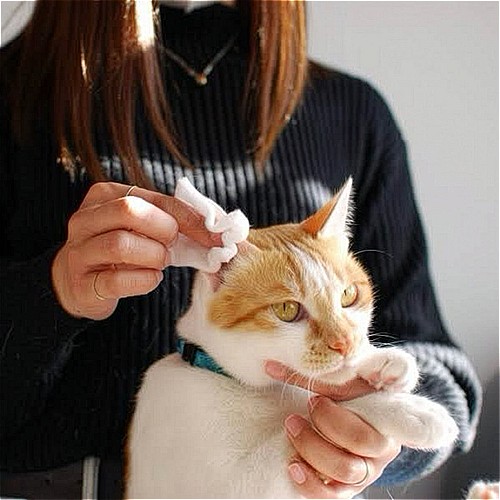 WAFONA猫用オールインワンスプレーボトル300ml