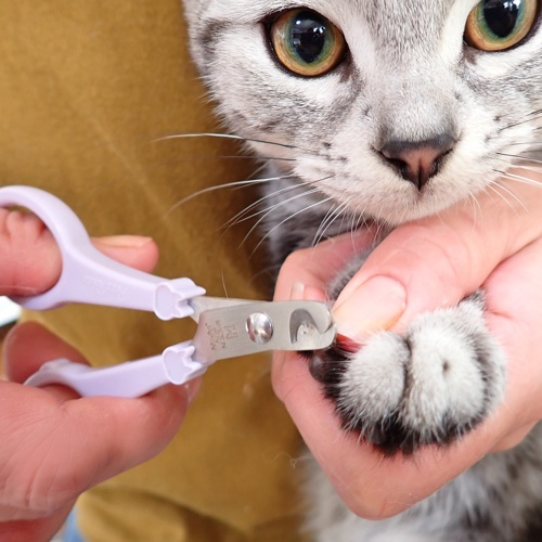 もっとやさしい猫用爪切り
