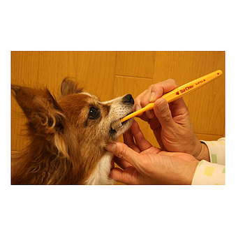 シグワン小型犬用歯ブラシ