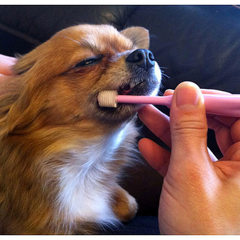 シグワン　超小型犬用歯ブラシ　ピンク