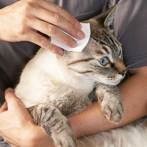 きえーるＤ　ペット用詰替 1L