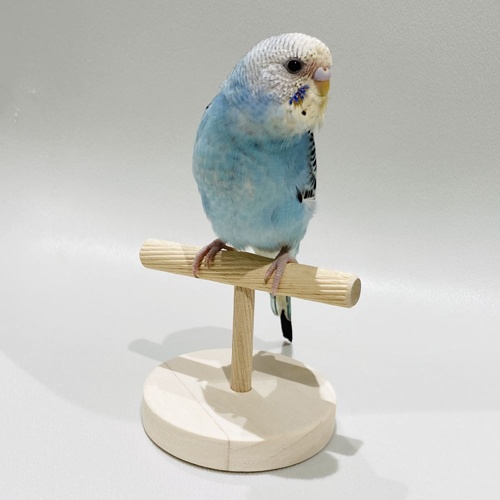 プレイパーク　パーチスタンド　９０ｍｍ