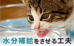 水分補給をさせる工夫