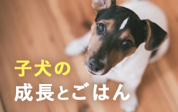 子犬の成長とごはん